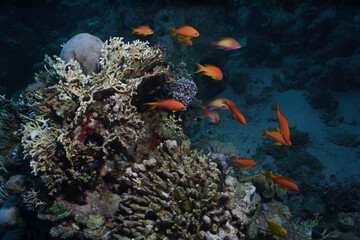 Vibrant Snapper School on a Coral Reef in the Red Sea, Egypt © Kyle