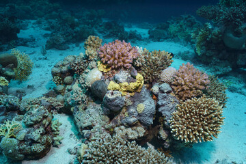 Vibrant Coral Reef Ecosystem in the Red Sea, Egypt © Kyle