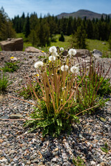 White dandelion puffballs on gravel ground with mountain backdrop in Colorado, USA, Taraxacum officinale © Jennifer