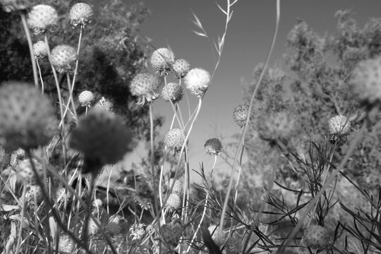 Blanket flower in a Texas field gone to seed in black and white closeup