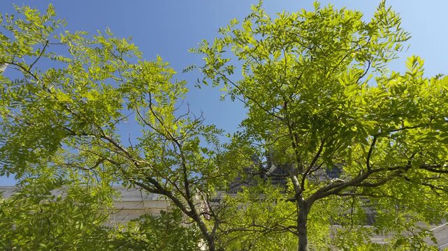 Famous landmark of Marseille, the Notre Dame de la Garde Basilica, viewed through tree leaves
