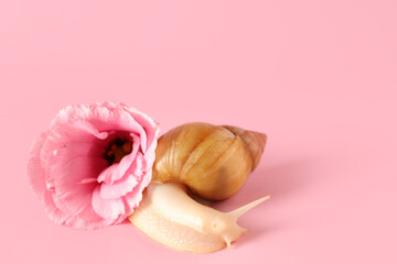 Giant Achatina snail with beautiful flower on pink background © Pixel-Shot