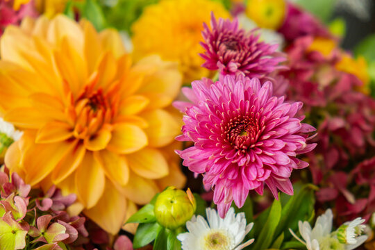 Selective focus Bush of autumnal orange red chrysanthemums and violet dahlia hydrangea. Fall garden beautiful flowers bouquet background. Blooming blossom thanksgiving day arrangement basket at the