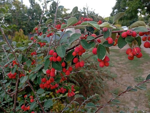 A close up of a cotoneaster shrub branch heavily laden with clusters of small ripe red berries and oval green leaves, showcasing wild autumn nature and seasonal botanical flora.