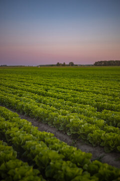 Rows of butterhead romaine lettuce growing in agricultural field during dusk