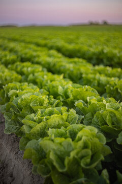 Rows of butterhead romaine lettuce growing in agricultural field during dusk