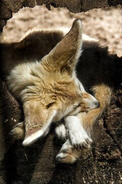 Fennec fox sleeping curled inside hollow log kansas city zoo wildlife