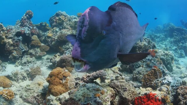 Bumphead Parrotfish Open Mouth Over Coral Reef