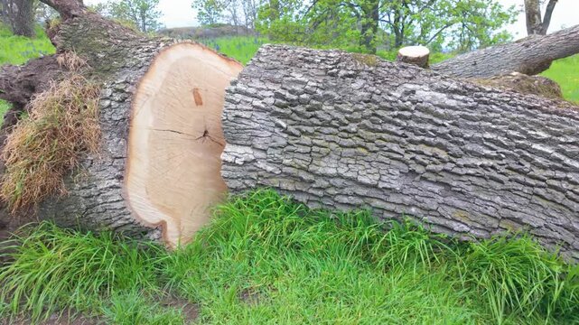 Freshly Cut Tree Logs Piled on Green Grass Field Conceptualizing Deforestation