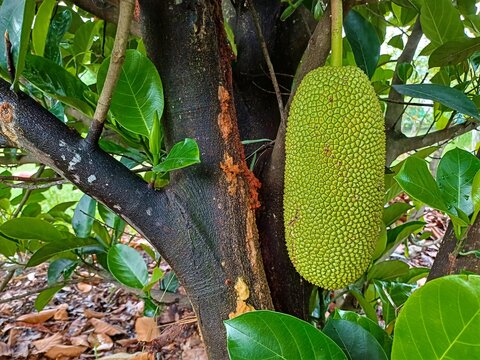 Textured green unripe jackfruit hanging directly from the dark brown trunk of a tree amidst green foliage related to tropical agriculture, tree-borne fruits, exotic farming for agricultural studies