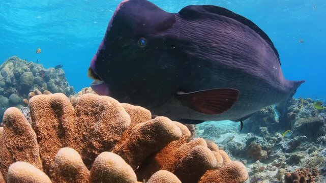 Bumphead Parrotfish Being Cleaned on Coral Reef