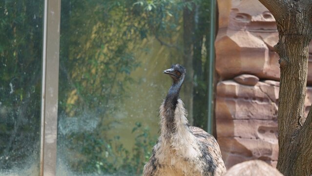 half body portrait of emu standing and wondering in the afternoon, emu zoning out in outdoor exhibit in the zoo
