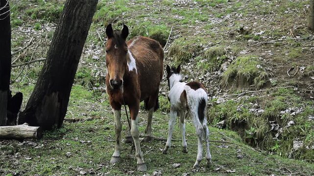 Mother Horse With Newborn Baby Foal Standing Outdoors In Nature - 4K