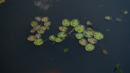 Lily pads on the pond © a_b