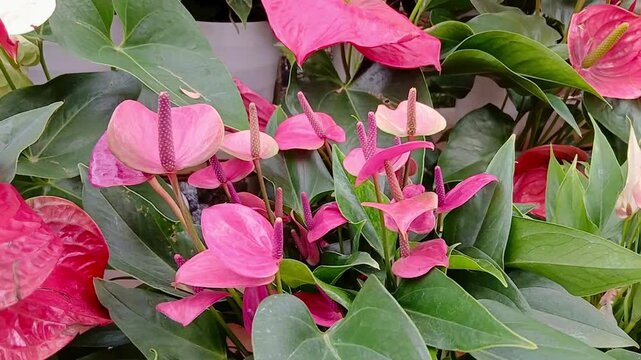 Anthurium Flower Growing on Plant in Tropical Garden
