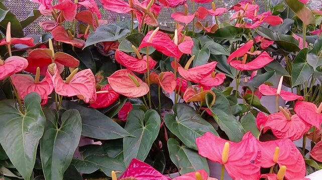Anthurium Flower Growing on Plant in Tropical Garden