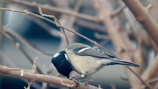 Close up of a beautiful wild great tit songbird perching on a bare tree branch in winter nature.
