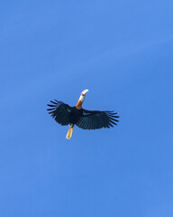 Fototapeta premium Blyth's hornbill, Rhyticeros plicatus male in flight at Tufi fjords in Papua New Guinea