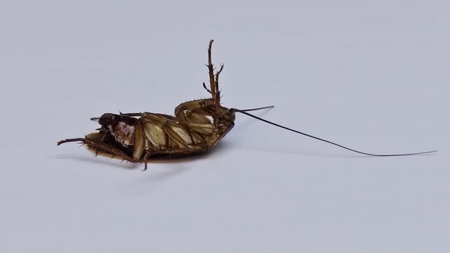Dying cockroach on its back struggling against white background
