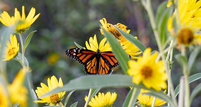 Monarch butterfly feeding on native yellow Maximilian sunflowers during annual fall migration through Kansas prairie in Midwestern United States