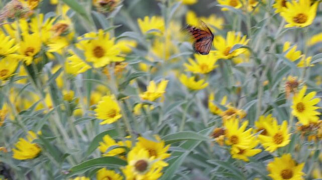Monarch butterfly feeding on native yellow Maximilian sunflowers during annual fall migration through Kansas prairie in Midwestern United States