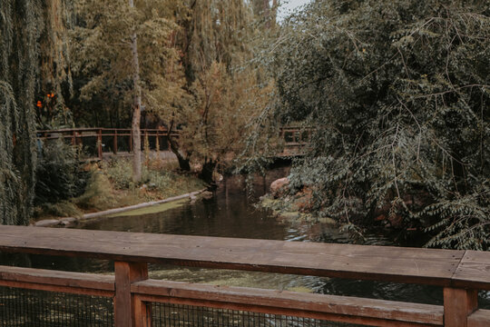willow trees water and bridge at plant aviary