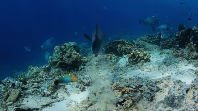 Bumphead Parrotfish Excreting Sand on Coral Reef
