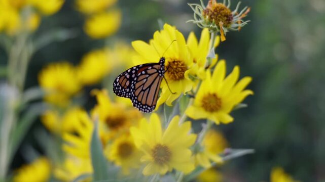 Monarch butterfly feeding on native yellow Maximilian sunflowers during annual fall migration through Kansas prairie in Midwestern United States