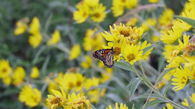 Monarch butterfly feeding on native yellow Maximilian sunflowers during annual fall migration through Kansas prairie in Midwestern United States