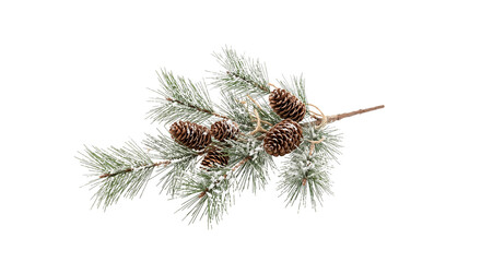 Winter pine branch with pinecones and snow © Kate Songchai