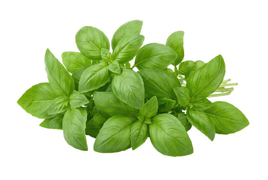Fresh green basil leaves bunch for cooking ingredient