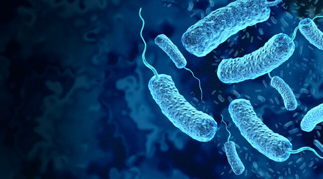 Vibrio vulnificus Infections outbreak as a dangerous life threatening bacterium found in warm coastal waters and raw or undercooked shellfish causing severe wound infections and bloodstream infections