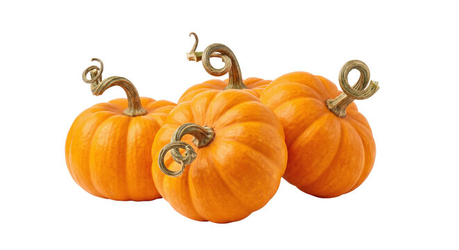 Four small orange pumpkins with curly stems