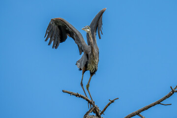 Fototapeta premium Heron take off