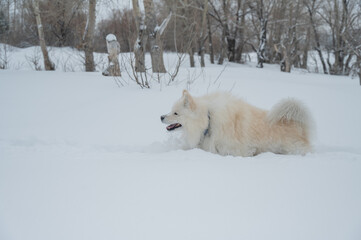 Fototapeta premium A Samoyed dog runs through the snow.