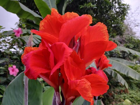 Title:*
Red canna lily flower blooming in tropical garden

*Description:*
Vibrant red canna lily flowers blooming with large green leaves in a tropical garden with pink hibiscus flowers in blurred bac
