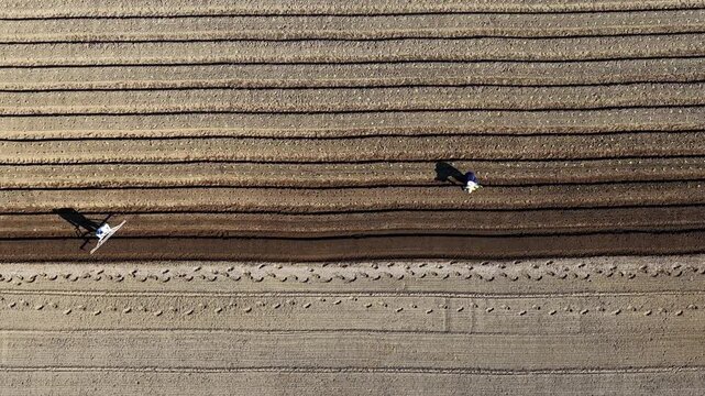 高千穂の白菜畑　宮崎県・高千穂郷椎葉山地域 世界農業遺産