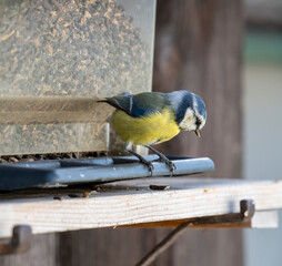 Blue Tit Feeding on Sunflower Seeds at a Bird Feeder © Stefan