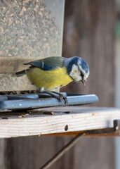 Blue Tit Feeding on Sunflower Seeds at a Bird Feeder © Stefan