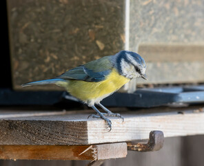Blue Tit Feeding on Sunflower Seeds at a Bird Feeder © Stefan