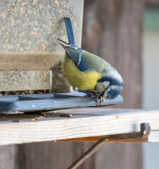 Blue Tit Feeding on Sunflower Seeds at a Bird Feeder © Stefan
