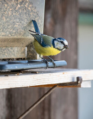 Blue Tit Feeding on Sunflower Seeds at a Bird Feeder © Stefan
