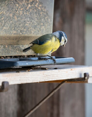 Blue Tit Feeding on Sunflower Seeds at a Bird Feeder © Stefan
