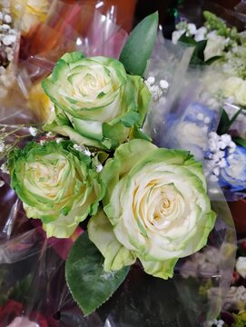 Roses