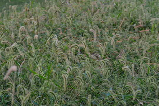 Foxtail Grass