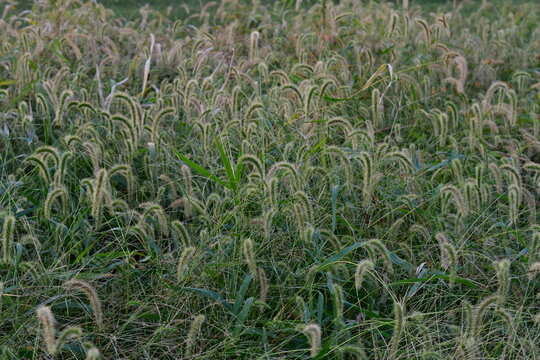 Foxtail Grass