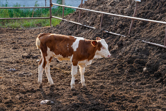 Beef cattle herd feeding at livestock farm feed trough