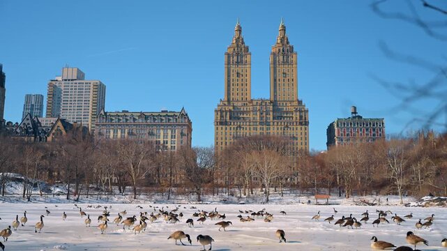 Canada geese on a frozen lake below the San Remo in Central Park. A flock stands on snow beneath twin apartment towers and leafless trees under a blue sky.