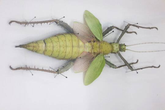 Spread specimen of Giant Malaysian Jungle Nymph, Heteropteryx dilatata