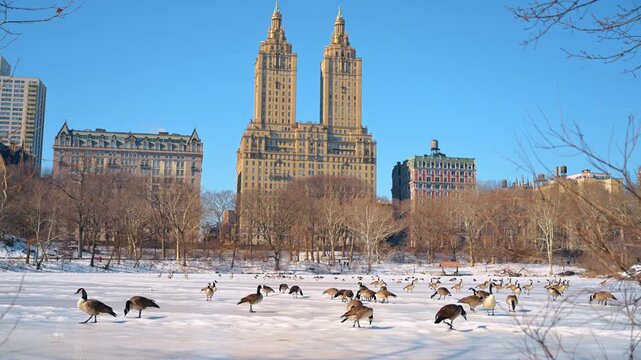 Canada geese walking on snow in Central Park beneath the San Remo. Birds cross the foreground as bare branches frame apartment towers in direct sunlight.